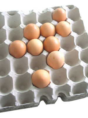 pulp-egg-tray